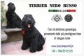 VENDO TERRIER NERO RUSSO 